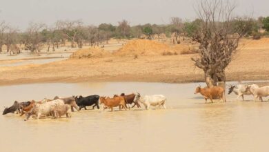 صندوق التنمية الأفريقي يوافق على 9.48 مليون دولار لمواجهة تغير المناخ بالساحل