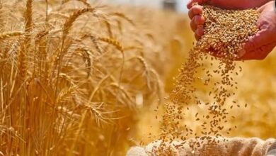 فيتش: إنتاج القمح في مصر يرتفع 1.3% بدعم مشاريع توشكى وشرق العوينات