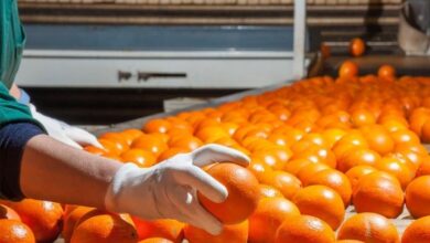 حصاد غير مسبوق للصادرات الزراعيةالمصرية 2025: 9.5 مليون طن بـ11.5 مليار دولار