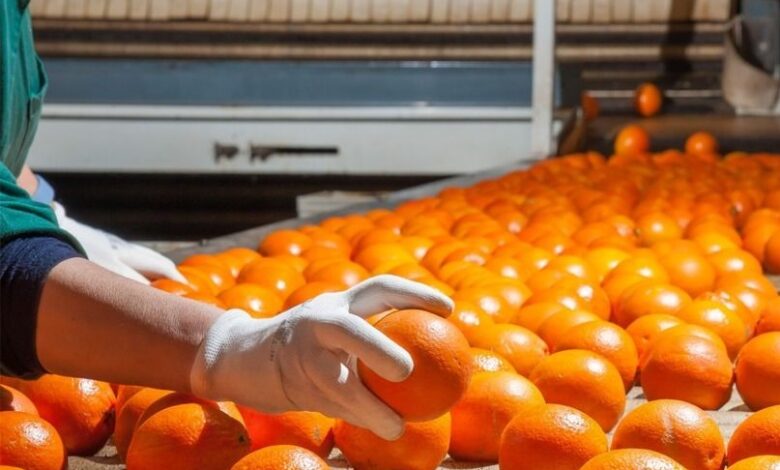 حصاد غير مسبوق للصادرات الزراعيةالمصرية 2025: 9.5 مليون طن بـ11.5 مليار دولار