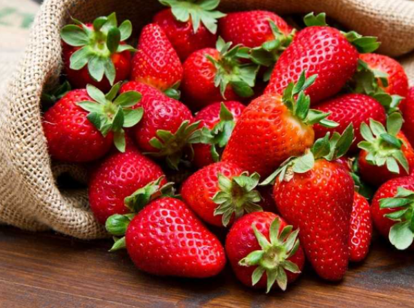 صادرات الفراولة الطازجة 2026