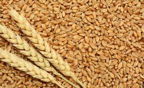 الزراعة تستهدف توريد 5 ملايين طن قمح محلي في موسم 2026.. سعر الإردب 2500 جنيه