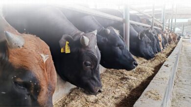 الحكومة تطرح اللحوم والأضاحي بتخفيضات تصل إلى 40% قبل عيد الأضحى