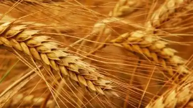 وزارة الزراعة الأمريكية تشيد برفع أسعار القمح في مصر