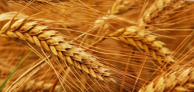 وزارة الزراعة الأمريكية تشيد برفع أسعار القمح في مصر