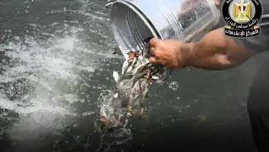 الحكومة المصرية تضخ زريعة البلطي والمبروك في 6 محافظات لدعم الثروة السمكية