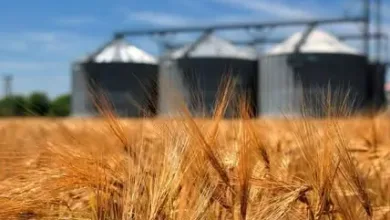 القمح يقود موجة زيادة الإنتاج في مصر.. USDA يتوقع تراجع الواردات إلى 12 مليون طن